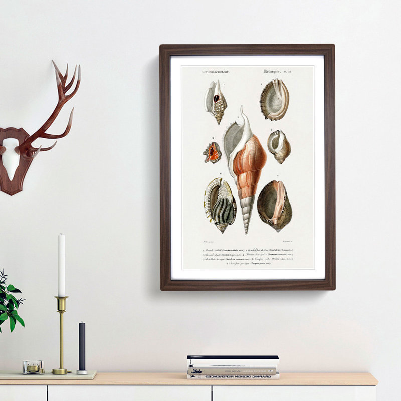 Mollusc Shell Illustrations PL. 22 by Charles D' Orbigny - Picture Frame Graphic Art Print, Walnut Framed