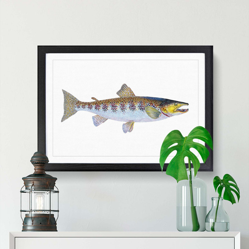 Trout Fish by Edward Donovan - Framed Print, 27cm H x 36cm W x 2cm D, Black Framed