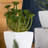 2.75'' Faux Succulent, Cactus Succulent in Ceramic Pot