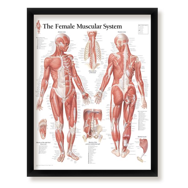 Female muscular system, back view Poster Print (21 x 36) 