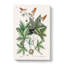 Green Lizard by Mark Catesby - Wrapped Canvas Print-55308443