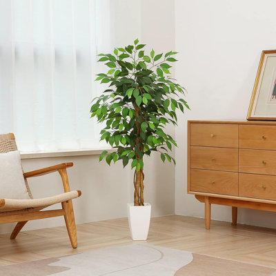 Ficus en pot 48 po