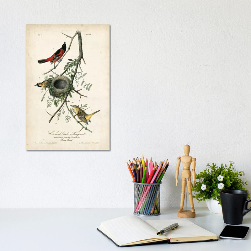 Orchard Orioles by John James Audubon - Wrapped Canvas Gallery-Wrapped Canvas Giclée, 30.48cm H x 20.32cm W