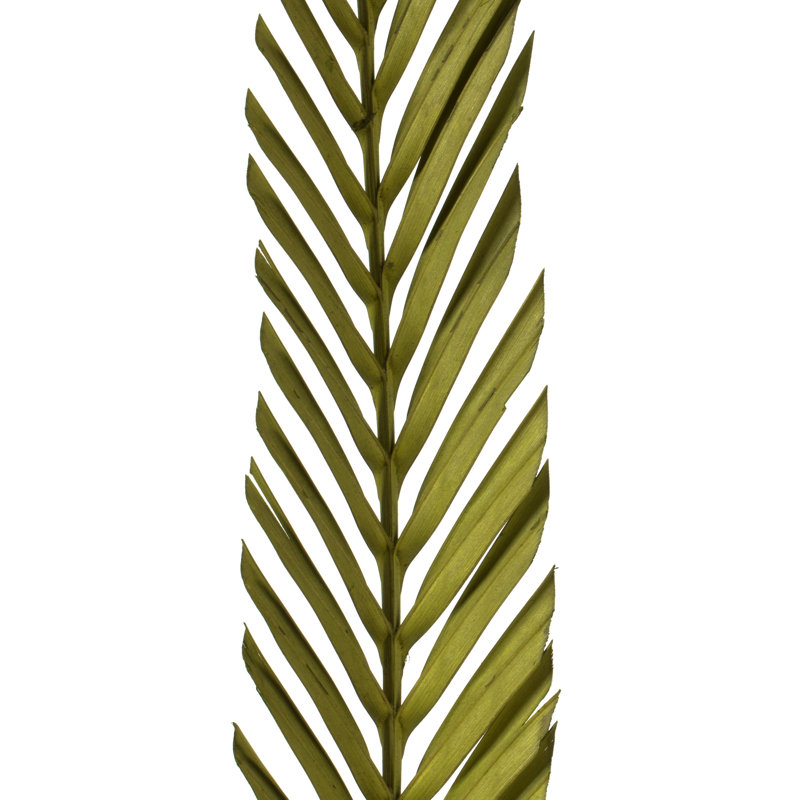38'' Palm Branch
