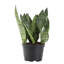 Live Snake Plant in Nursery Pot-67315353-67315354