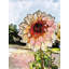 Peachy Dahlia, quartier Fairmount, par Tanna Gx-235277745