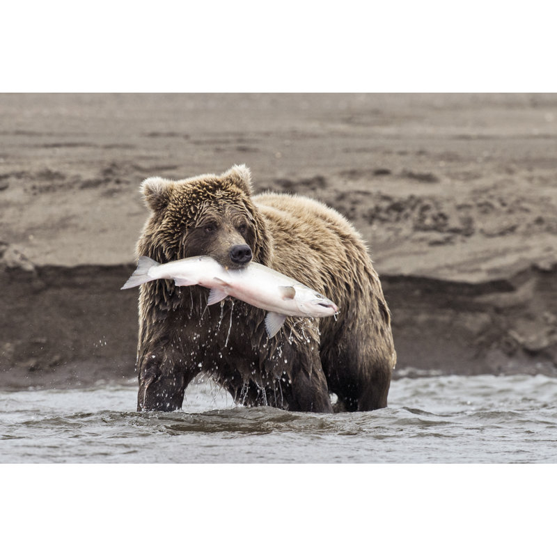 Coastal Brown Bear With Catch by Stuckreed - Wrapped Canvas Print, 61cm H x 91cm W x 3.8cm D