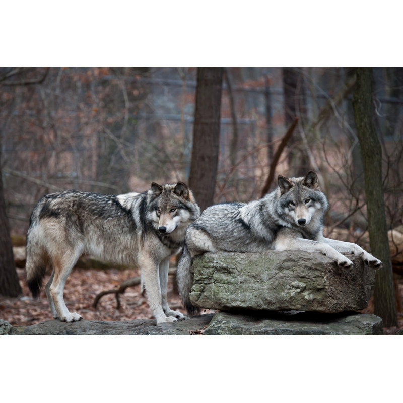 Dolliver Grey Wolf Pair by Peter Grof - Wrapped Canvas Print, 30cm H x 46cm W x 3.8cm D