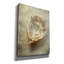 «Vintage Shell» par Svetlana Aleynikova, art mural sur toile-1541317525