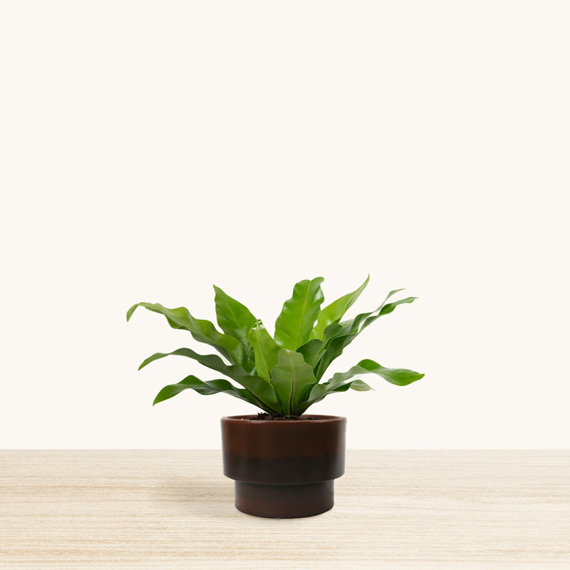 Williard Pot Planter, Brown, 3.1" H x 9.8" W x 9.8" D