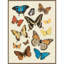 "Collection Flutter II" par Victoria Barnes, reproduction d'art sur toile encadrée-2082570941