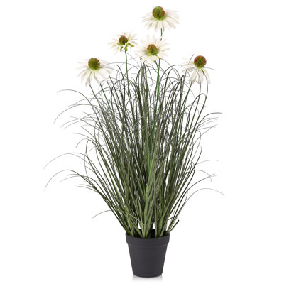 Adcock 36" Onion Grass in Pot