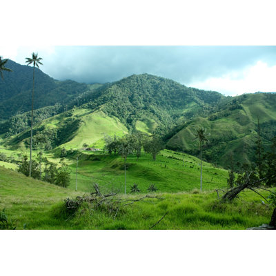 " Cocora Valley And The Palm. Colombia "
