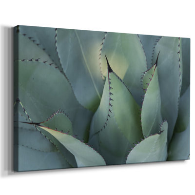 Blue Agave I -Gallery Wrapped Cavas