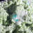 Charro Landscape & Nature Crystal