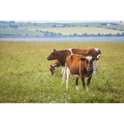 Cows in Prince Edward Island 1 Piece Wrapped Canvas Wall Art