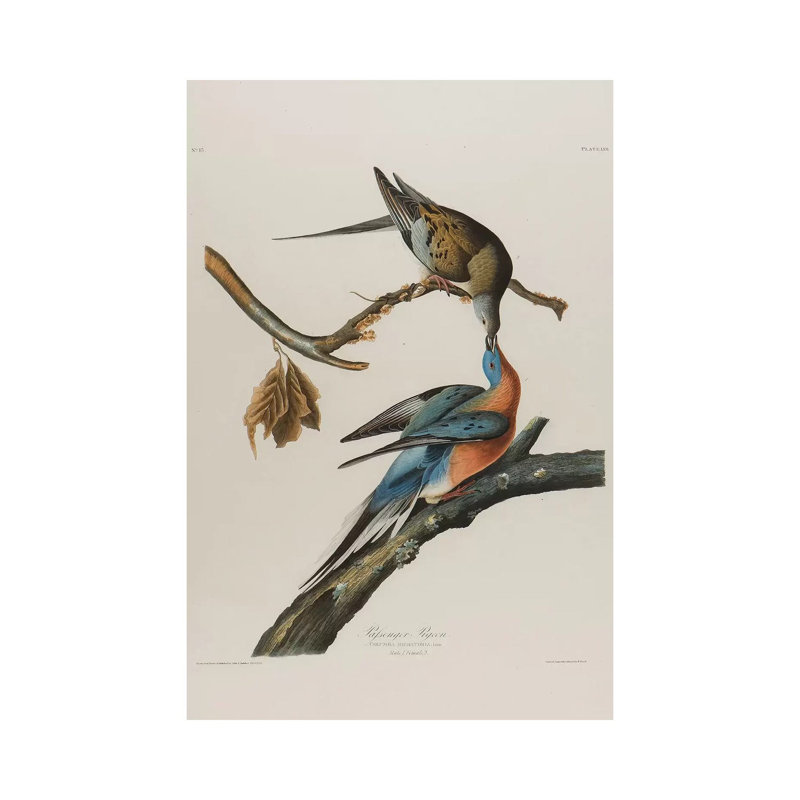 Passenger Pigeon, 1827-1838 by John James Audubon - Wrapped Canvas Gallery-Wrapped Canvas Giclée, 30.48 cm H x 45.72 cm W