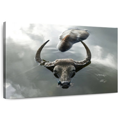 Bathing Buffalo