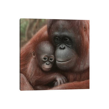 Orangutan Mother And Baby On Canvas by Collin Bogle Print