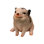 Sitting Pig Looking Up