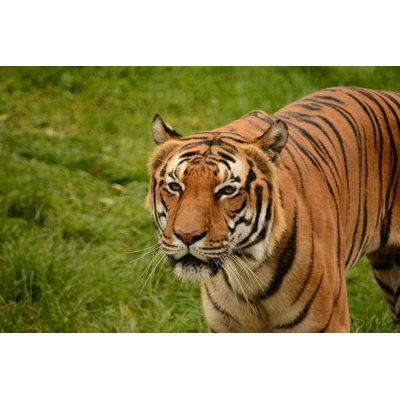 " Tiger " by Nm737