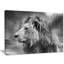 Gris sauvage, lion d'Afrique - impression-1600702278-1549622124
