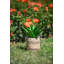 Pot à fleurs en ciment Eralia-793964807