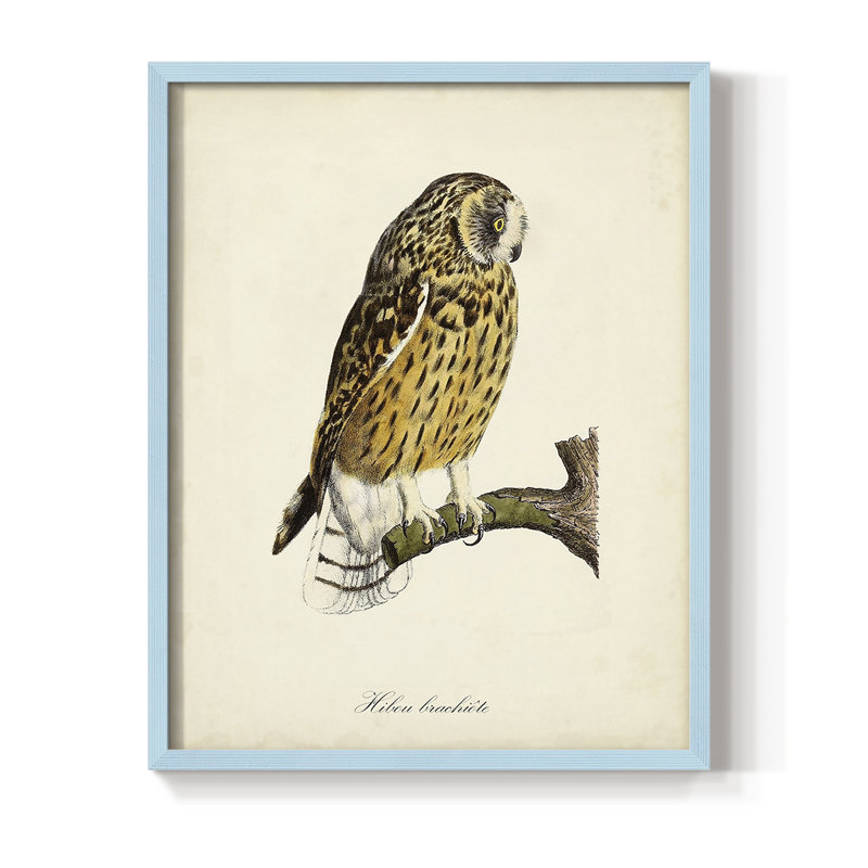 French Owls II, reproduction encadrée - bois massif, Bleu, H 10 po x l 8 po