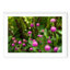 Shakespeare Garden Clover - Picture Frame Photograph on Paper 