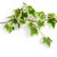 12 cm Artificial Ivy Garland