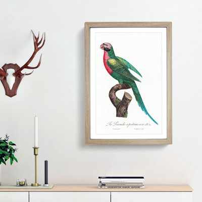 Red-Breasted Parakeet by F. Levaillant - Picture Frame Painting Print