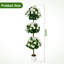 150cm Plant