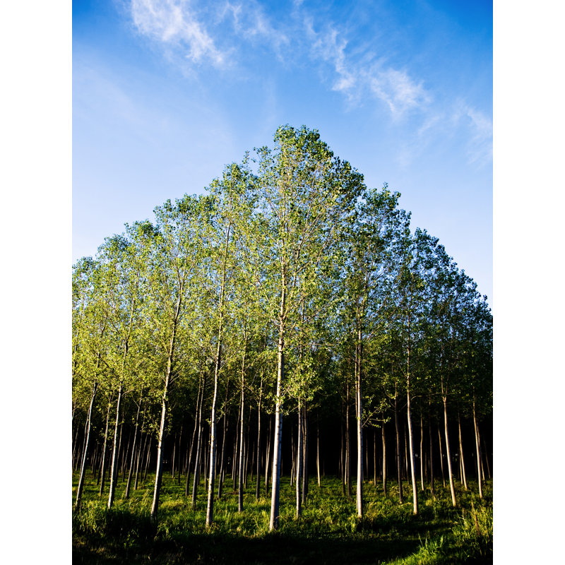 Tree Plantation For Paper Production by Casarsa - No Frame Print on Canvas, 46cm H x 30cm W