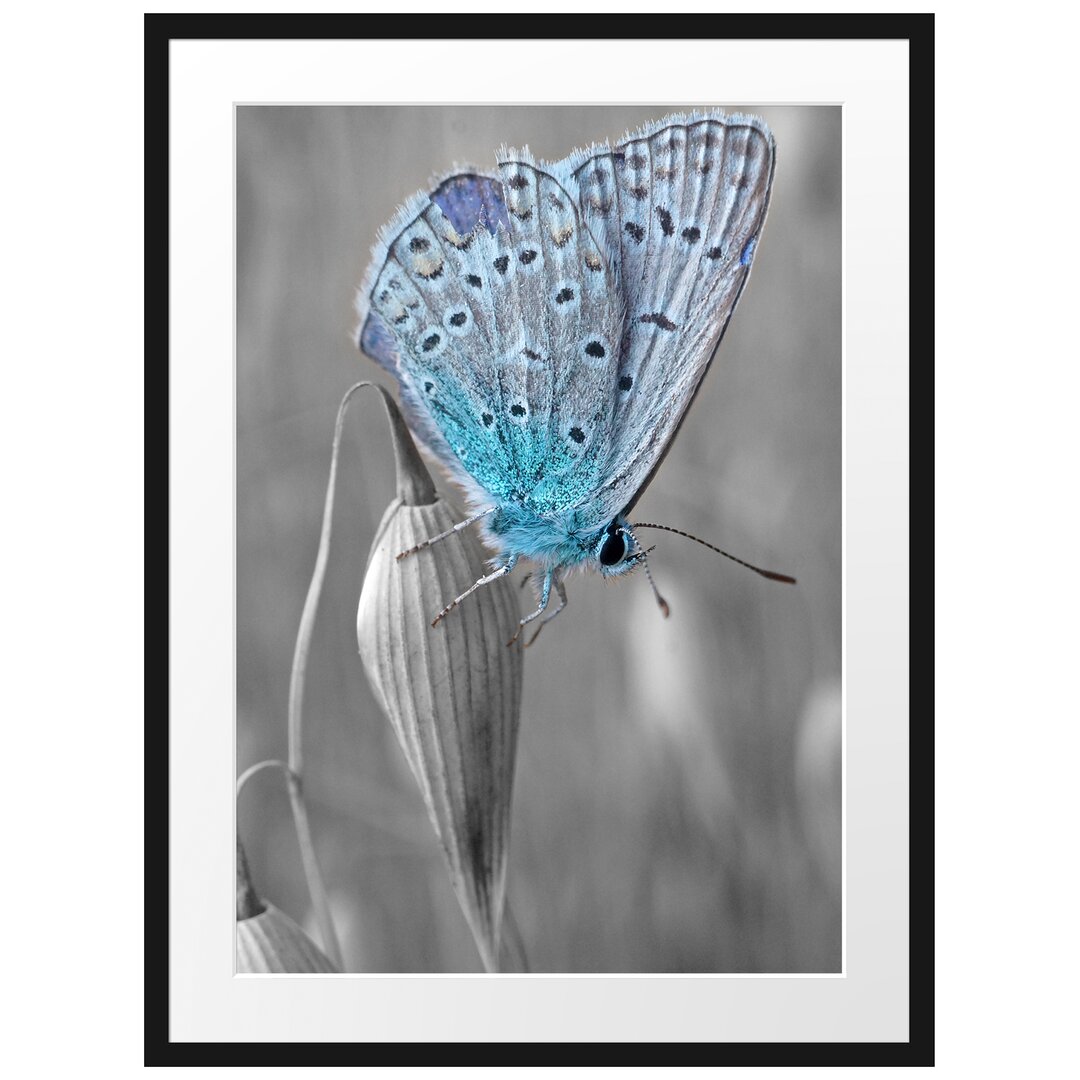 Gerahmtes Poster Wunderschöner blauer Schmetterling