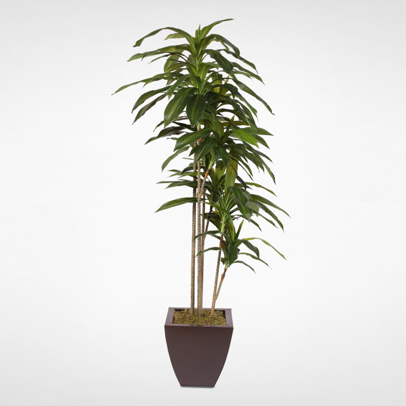 64'' Faux Dracaena Tree in Metal Planter