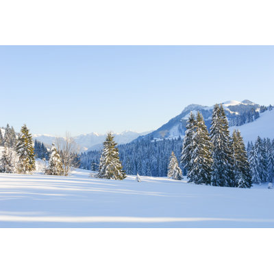 Derr Snowy Spruce Trees - Wrapped Canvas Print