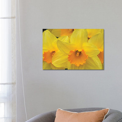 Daffodils 1 Piece Wrapped Canvas Wall Art