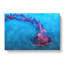 Pink And Blue Jellyfish - Wrapped Canvas-56639506