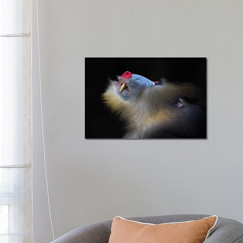 Mandrill Looking Up - Wrapped Canvas Print, 66.04 cm H x 45.72 cm W x 3.175 cm D