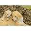 Mère et bébé Labrador
