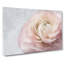 Pink Ranunculus Flower - Wrapped Canvas-56637593
