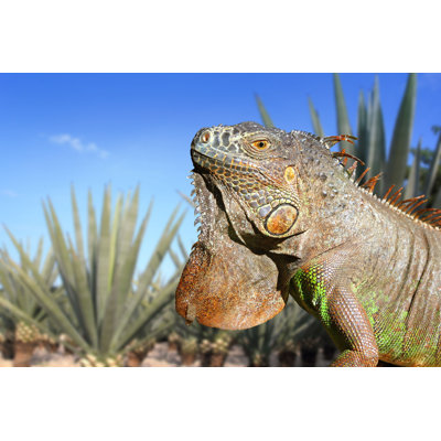 Marlecia " Iguana In Mexico "