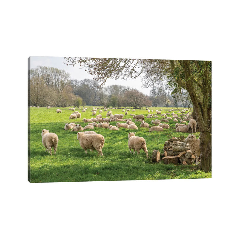 Salisbury Sheep par David Gardiner - Giclée sur toile tendue avec châssis, H 8 po x l 12 po x P 0,75 po