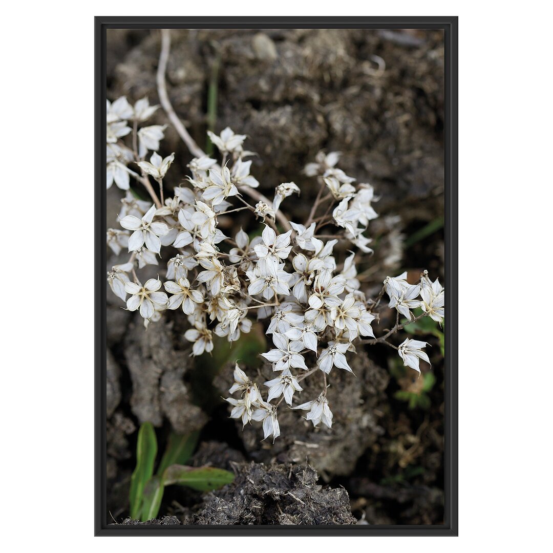 Gerahmtes Wandbild kleine weiße Sternblumen