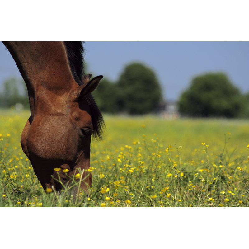 Closeup Of A Horses Head Grazing In A Meadow by 100Pk - Wrapped Canvas Print, 30cm H x 46cm W x 3.8cm D