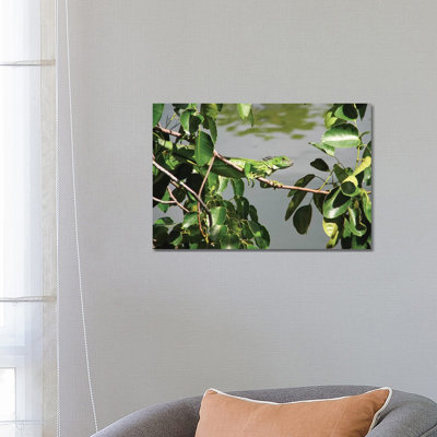 Young Iguana by Brian Wolf - Wrapped Canvas Print