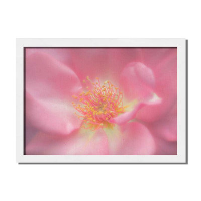 Pink by Hal Halli. Paper Print - Mounted & Framed