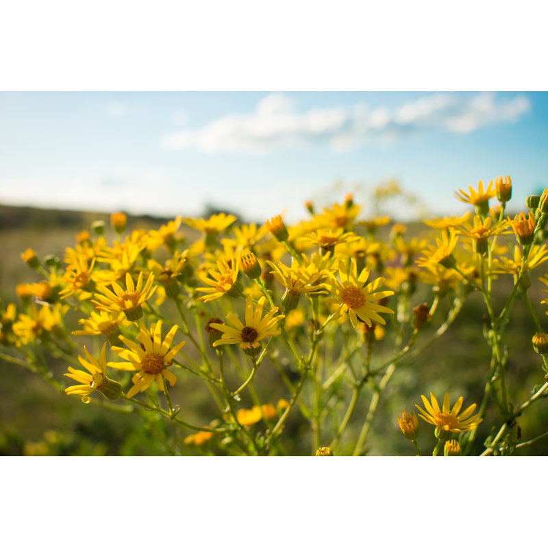 Narrow Leaved Ragwort by Iryna Imago - Wrapped Canvas Print, 81cm H x 122cm W x 3.8cm D