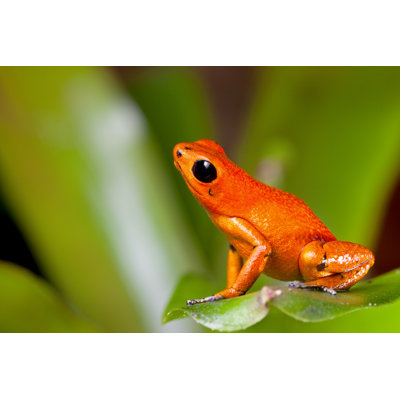 Orange Poison Dart Frog - photographie sur toile tendue