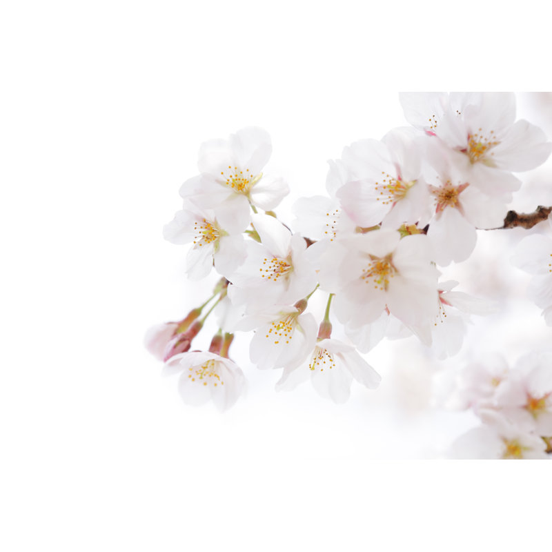 Japanese Spring by Antares71 - No Frame Art Prints on Canvas, 81cm H x 122cm W